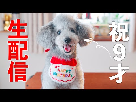 【祝9才生配信】愛犬グリィの誕生日を祝う サムネイル