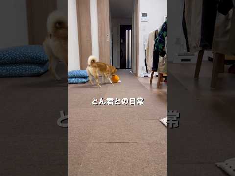 おはよー！今日も元気に良い日に、するーーー！by柴犬とん サムネイル