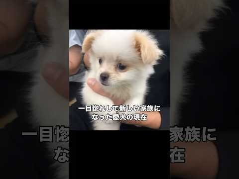 あまりの可愛さにハートを射抜かれた愛犬の現在の姿にびっくり 犬 しゃくれ 小型犬 イッヌ サムネイル