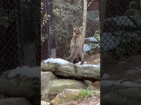 shorts かりおくん 向こう側のアカツキくんが気になる？　ツシマヤマネコ　那須どうぶつ王国にて　2026年1月11日 サムネイル