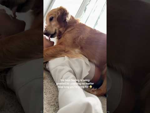coming home to my golden retriever🥵goldenretreivers dog pup… サムネイル