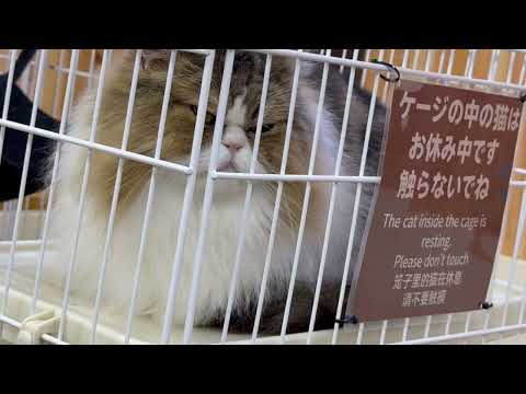 ナツメくん　ワンニャンリビング　那須どうぶつ王国にて　2026年2月27日 サムネイル