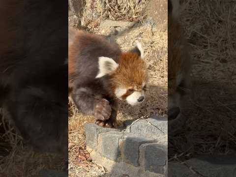 shorts チイタくんパトロール中〜　レッサーパンダ　浜松市動物園にて　2026年2月14日 サムネイル