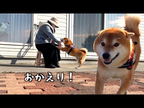 外で骨折中のママを見つけた瞬間、柴犬がこうなった サムネイル