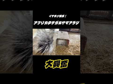 アフリカタテガミヤマアラシ！大興奮‼︎ 東武動物公園 動物 動物園 zoo animals ヤマアラシ 大興奮 イヤホ… サムネイル