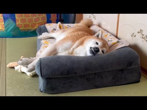 柴犬福 姉に大事なホネを取られると勘違いして、胸にホネをしまいこむ柴犬🤣Sister and Shiba🤣 サムネイル