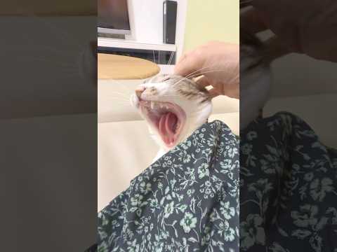 肌寒くなった東北の保護猫が見つけた、ぬくぬくスポット 柴犬 ラブラドール 保護猫 サムネイル