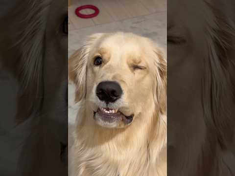 先生も看護師さんも大好きなので、病院というと喜びます🤣#ゴールデンレトリバー #犬と2人暮らし #goldenretr… サムネイル