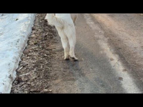 ミントの大冒険 がライブ配信中！ サムネイル