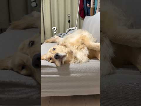 ワンコたちはこの体勢楽なのかな？ゴールデンレトリバー 犬と2人暮らし