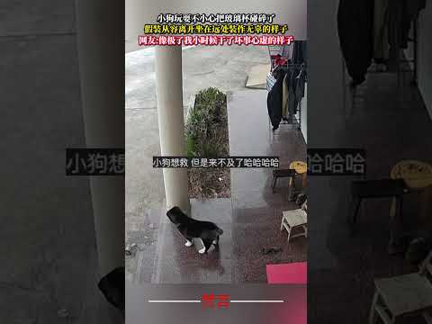 小狗玩耍不小心把玻璃杯碰碎了 假裝從容離開坐在遠處裝作無辜的樣子 狗狗 意外 有趣 搞笑 可愛 萬萬沒想到 萌寵 do… サムネイル