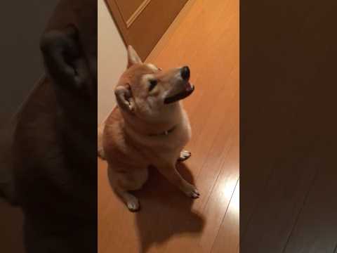 柴犬福 姉のピアノに首がひん曲がってしまう子犬ぷりち丸🤣Shiba-childhood🤩姉と柴 shorts 柴犬 s… サムネイル