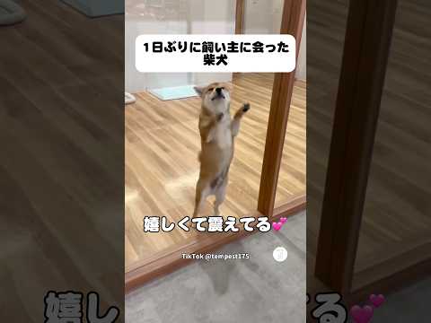 嬉しさ爆発‼️1日ぶりに飼い主に会えた柴犬　　　　柴犬　犬　かわいい犬 犬のいる暮らし 面白い