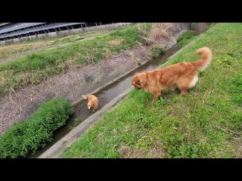 【音声無し】機嫌が良いゴールデンレトリバーの２歳イロハ サムネイル