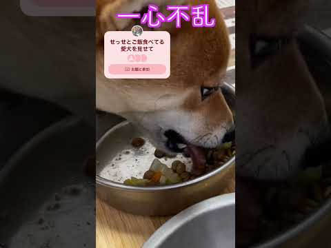 一心不乱に食べてくれると嬉しい😆 神戸 柴犬 shiba shibainu