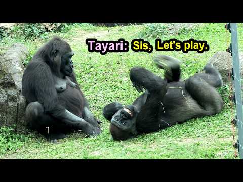 Goofy Tayari tried hard to play with Iriki,cute Ringo,Jabal… サムネイル