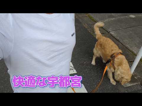 快適な宇都宮生活。ゴールデンレトリバーティト