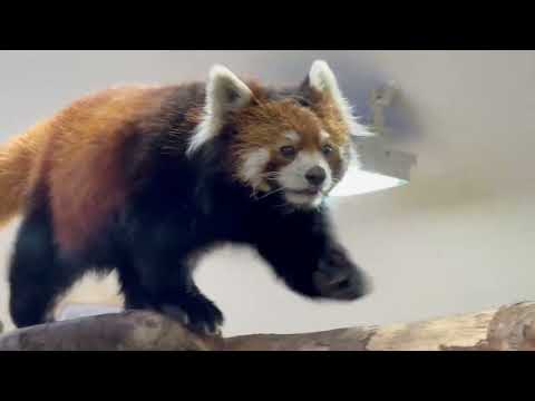 栄栄(ロンロン)さん　レッサーパンダ　那須どうぶつ王国にて　2026年1月2日 サムネイル