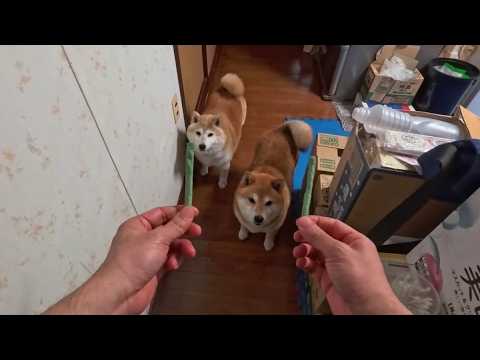 礼状無しで踏み込んでくるガム特捜課 サムネイル