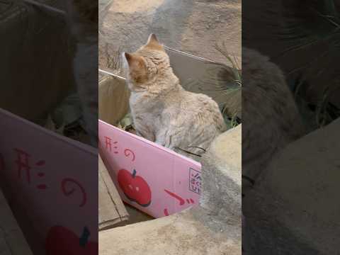 shorts 箱入り姫のアミーラちゃん　スナネコ　埼玉県こども動物自然公園にて　2026年3月6日 サムネイル