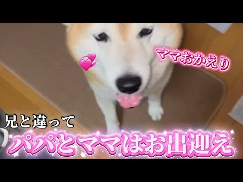 柴犬福 母と父を出迎える柴犬🤩Mother's boy🤣 サムネイル