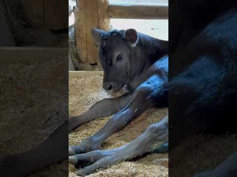 shorts 昨日誕生したばかりのケッコロくん☺️ ステラちゃんの仔　埼玉県こども動物自然公園にて　2026年5月30日