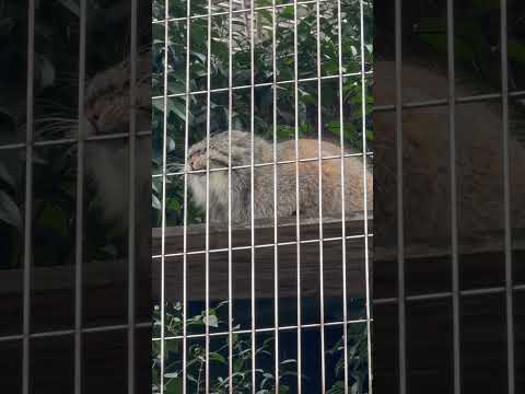shorts シッポぱたぱたしながらアニャニャニャーエルくん　マヌルネコ　東山動植物園にて　2026年3月13日 サムネイル