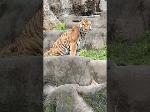 shorts あ！ソーンさん失礼〜🙏　アムールトラ　浜松市動物園にて　2026年4月5日 サムネイル