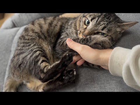 甘え上手は甘やかし上手　Kuu: Mama’s Boy, Luna’s Big Brother サムネイル