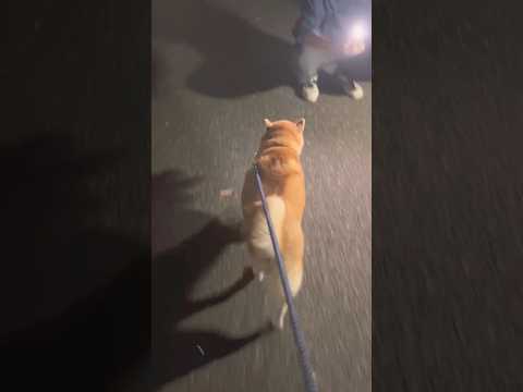 柴犬福 兄をスルーする柴犬(姉カメラ)🤣Brother and Shiba🤣姉と柴 shorts funny funn… サムネイル