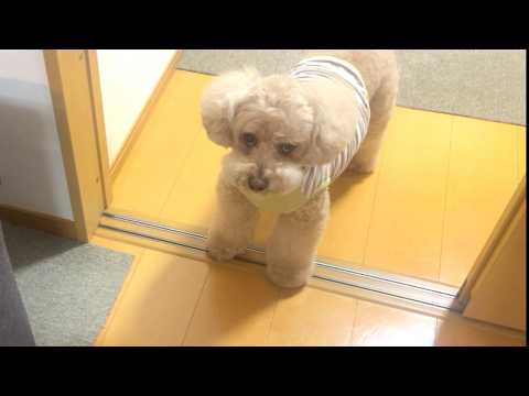 一緒に旅行に行けなくて抗議する大きいトイプードル【デカプー】【トイプードルのロアくん】【toy poodle】 サムネイル