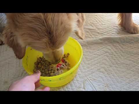 ゴールデンレトリバーの食事も大切、猫のキビにも食べ物は大切。 サムネイル