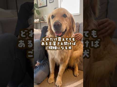 魔法の言葉で震えが止まる犬 ゴールデンレトリバー 大型犬のいる生活 goldenretriever 大型犬と子供 サムネイル