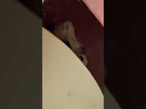 shorts 上からオトちゃん　マヌルネコ　　埼玉県こども動物自然公園にて　2026年3月7日 サムネイル