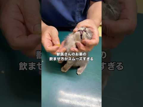 何年かこの先生にお世話になってるけど先生のこんな甘々な姿は初めて見た 子猫 野良猫 保護猫 shorts サムネイル
