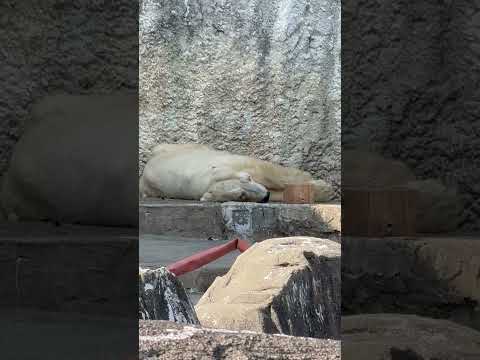 shorts 少〜し寝返り打ったか？ 14:17 頃のバフィンさん　   ホッキョクグマ　浜松市動物園にて　2026年… サムネイル