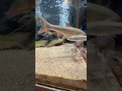 shorts 里地里山水槽　山梨県立富士湧水の里水族館にて　2026年2月21日 サムネイル