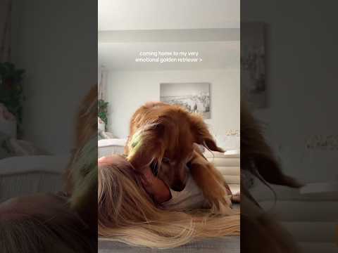 coming home to my golden retriever❤️india retreiver dog pup…