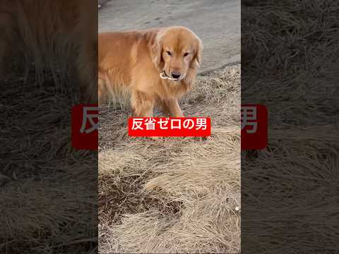 崖下から生還した愛犬が、帰宅直後にやった事w サムネイル