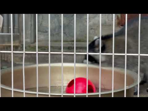 アライグマさん　東山動植物園にて　2025年12月13日 サムネイル