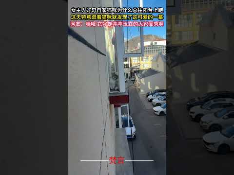女主人好奇自家貓咪為什麼總往陽台上跑 這天特意跟著貓咪就發現了這可愛的一幕 貓 貓咪 可愛 意外 有趣 cat ama… サムネイル