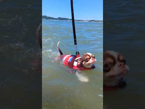 海水浴やで！ #shorts サムネイル