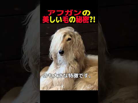 アフガンの美しい毛の秘密？！　#大型犬 #笑える #癒し #大型犬のいる生活 #大型犬のいる暮らし #犬好きさんと繋が… サムネイル