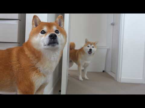 実家の柴犬の異変を聞き、実家へ向かいました。 サムネイル