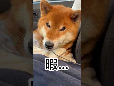 ’26.1.18 力丸の動く家… 柴犬 shibainu 柴犬のいる暮らし 柴犬の日常 車中泊犬 カメラ目線 力丸 サムネイル