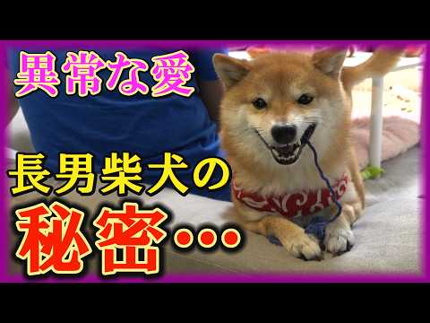 母犬から引き離され、わが家に来た長男柴犬は他の子とは違う子になりました。
