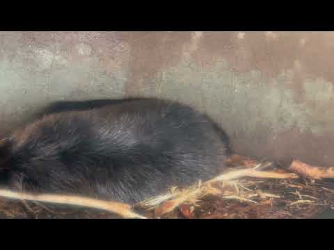 マツコ母さんと〜もう一頭お子が? アメリカビーバー 千葉市動物公園にて 2026年4月19日