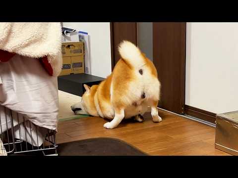 雨に濡れたことに心底ムカムカし、帰宅後あられもない格好でお部屋を大横断してしまう柴犬 サムネイル