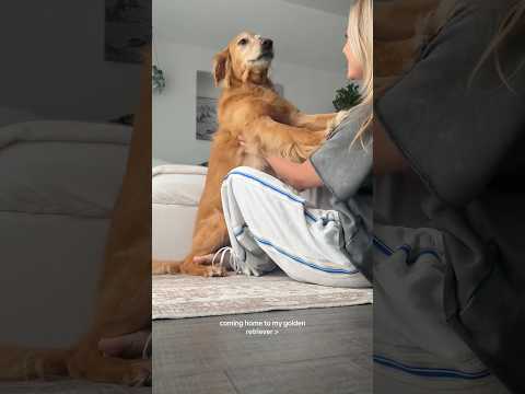 coming home to my golden retriever🥵 goldenretreiver dog ind… サムネイル