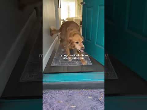 coming home to my golden retriever🥵 goldenretreiver dog ind… サムネイル